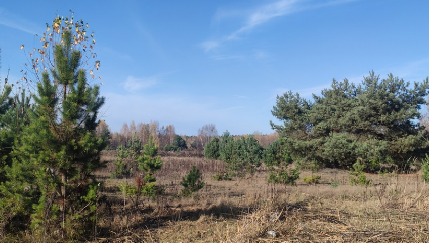 Działka Sprzedaż Borzęcin Duży Trakt Królewski